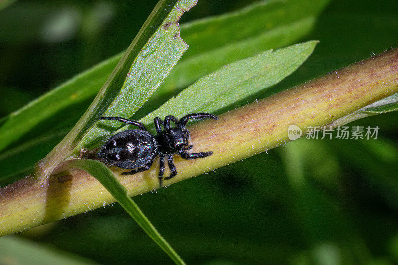 大胆跳蛛，(Phidippus audax)，弹弓跳蛛，蛛形。